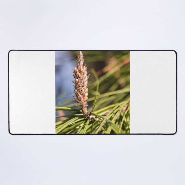 Item preview, Pine Cone Bud Close-Up on Evergreen Needles in Natural Light designed and sold by Nmallia.