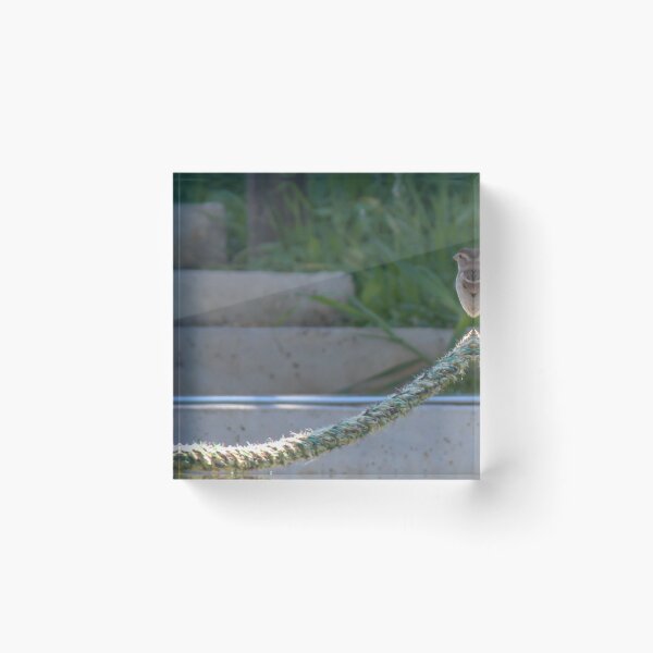 Item preview, Small Sparrow Perched on Frayed Rope Over Concrete Steps With Greenery in Soft Morning Light designed and sold by Nmallia.