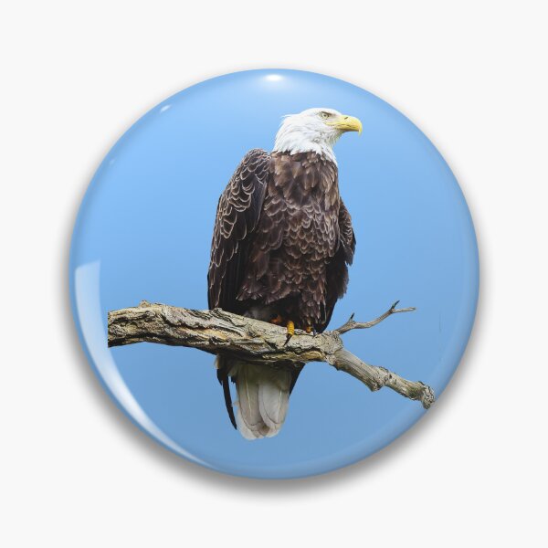 Item preview, Bald Eagle Perched on a Branch designed and sold by Susan Savad.