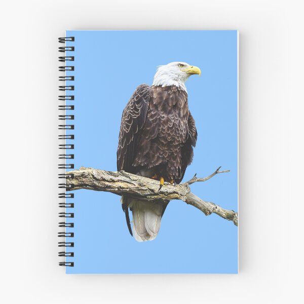 Artikelvorschau, Weißkopfseeadler sitzt auf einem Ast entworfen und verkauft von Susan Savad.
