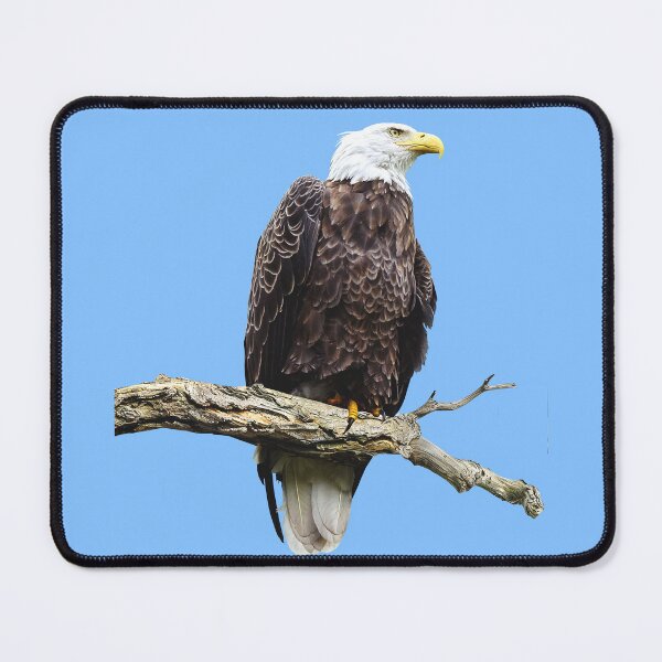 Item preview, Bald Eagle Perched on a Branch designed and sold by Susan Savad.