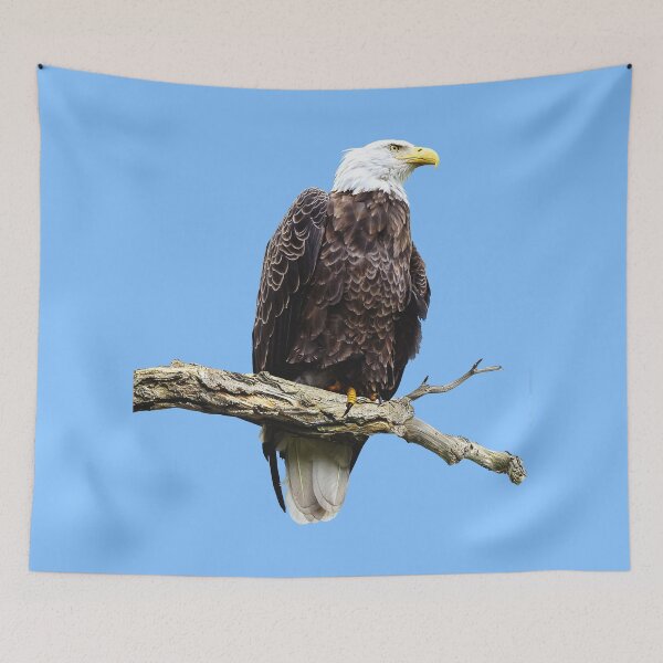 Item preview, Bald Eagle Perched on a Branch designed and sold by Susan Savad.