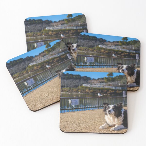 Item preview, Border Collie at Rengeji-ike Park, Japan designed and sold by Pix4Japan.