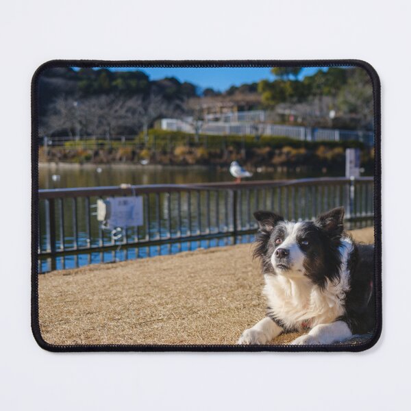 Item preview, Border Collie at Rengeji-ike Park, Japan designed and sold by Pix4Japan.
