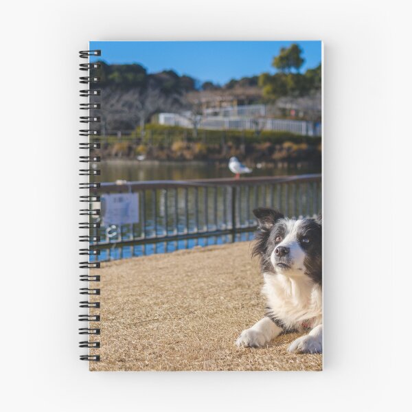 Item preview, Border Collie at Rengeji-ike Park, Japan designed and sold by Pix4Japan.
