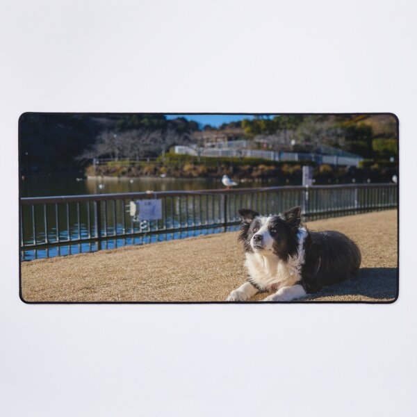Item preview, Border Collie at Rengeji-ike Park, Japan designed and sold by Pix4Japan.