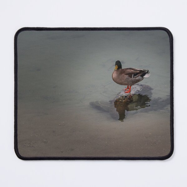 Item preview, Mallard Duck Standing on Rock at Shore With Clear Water Reflection in Calm Lake designed and sold by Nmallia.