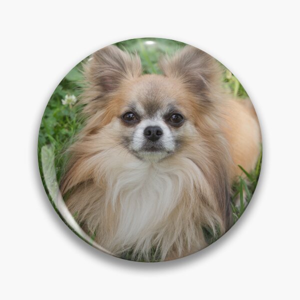 Item preview, Cute Chihuahua Dog Laying and Relaxing in the Grass designed and sold by Angela Dow.
