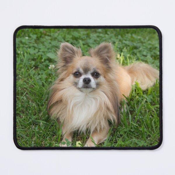 Item preview, Cute Chihuahua Dog Laying and Relaxing in the Grass designed and sold by Angela Dow.