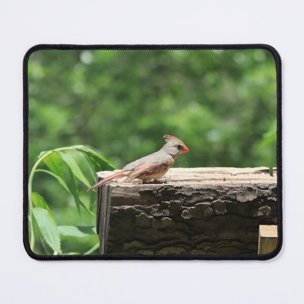 Item preview, Bird Feeder designed and sold by Kindred Photograghy.