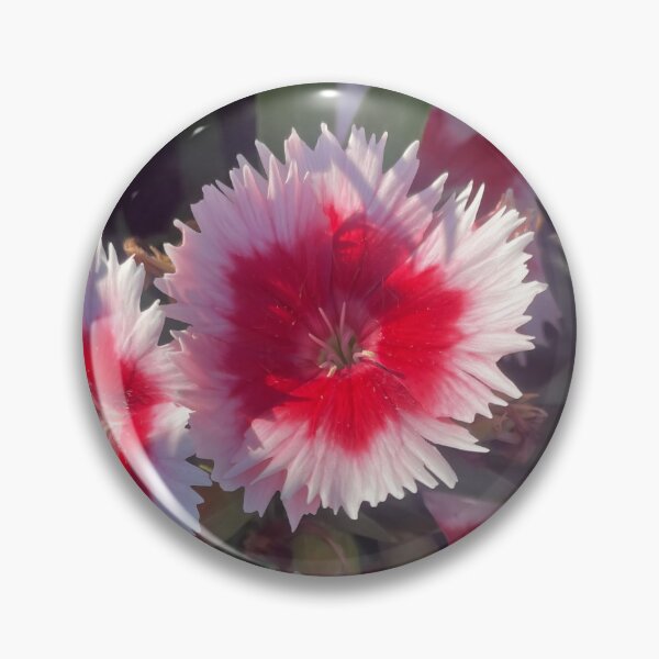 Item preview, Vibrant Bicolor Pink and Crimson Dianthus Flower designed and sold by greyforaday.