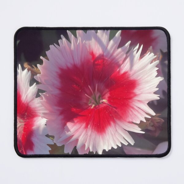 Item preview, Vibrant Bicolor Pink and Crimson Dianthus Flower designed and sold by greyforaday.