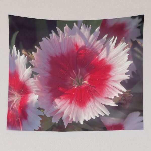 Item preview, Vibrant Bicolor Pink and Crimson Dianthus Flower designed and sold by greyforaday.