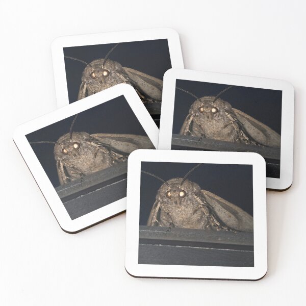 Item preview, Moth designed and sold by The Common Tee.