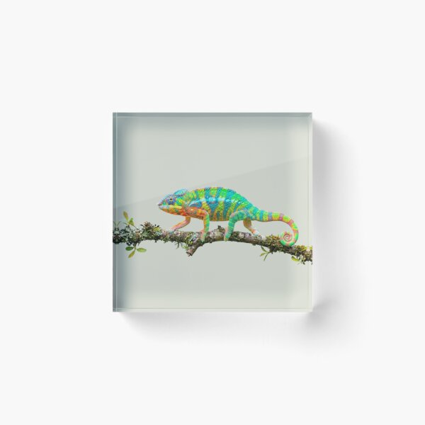Artikelvorschau, Farbenfrohes Chamäleon | Lebendige Reptilien-Naturkunst entworfen und verkauft von harmzk90.