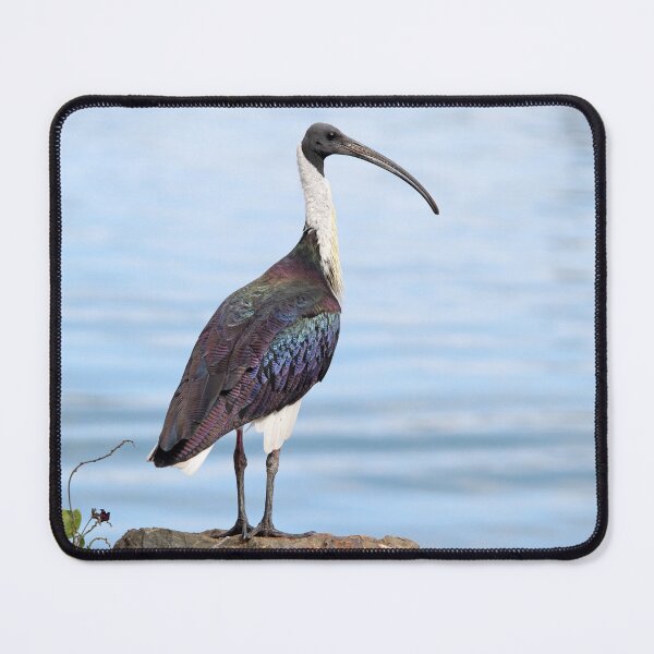 Item preview, Iridescent Straw-necked Ibis Waterside designed and sold by 27Tammy27.