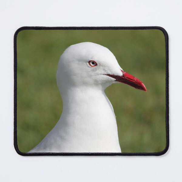 Item preview, Red Beaked Silver Gull Profile Close Up designed and sold by 27Tammy27.