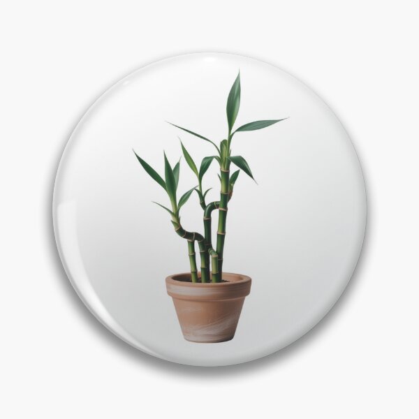 Item preview, Lucky bamboo plant in terracotta pot designed and sold by Taha collection.