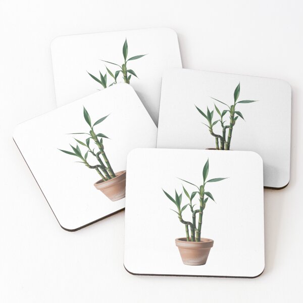 Item preview, Lucky bamboo plant in terracotta pot designed and sold by Taha collection.