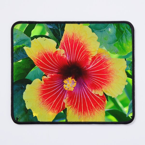 Item preview, Big Red and Yellow Hibiscus in the Bushes designed and sold by jaynerushton.