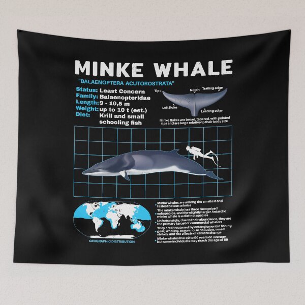 Item preview, Minke whale data sheet designed and sold by NicGrayGraphic.