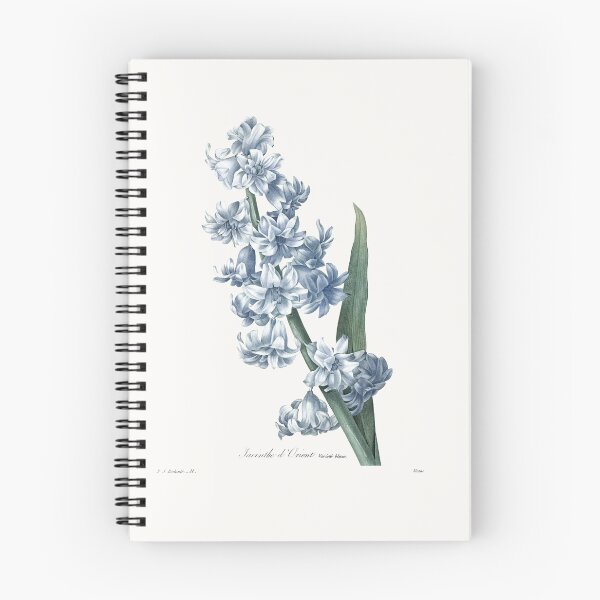 Aperçu de l'œuvre Jacinthe d'Orient Bleue - Planche Botanique de Redouté Restaurée créée et vendue par Mystral Art Studio.