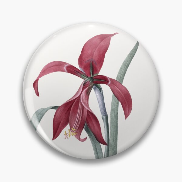 Item preview, Jacobean Lily / Amaryllis - Antique Botanical Illustration by P.J. Redouté - Restored designed and sold by Mystral Art Studio.
