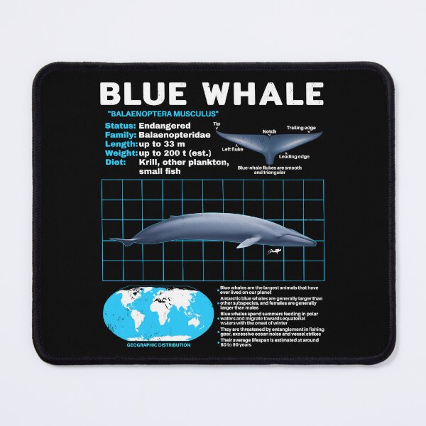 Item preview, Blue Whale Fact Sheet designed and sold by NicGrayGraphic.