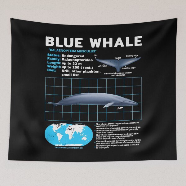 Item preview, Blue Whale Fact Sheet designed and sold by NicGrayGraphic.