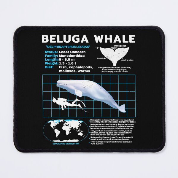 Item preview, Beluga White Whale Fact Sheet designed and sold by NicGrayGraphic.