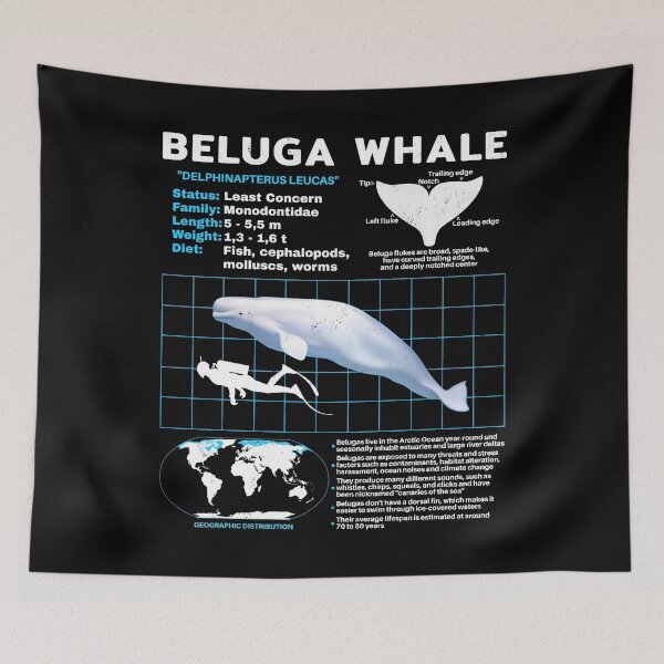 Item preview, Beluga White Whale Fact Sheet designed and sold by NicGrayGraphic.