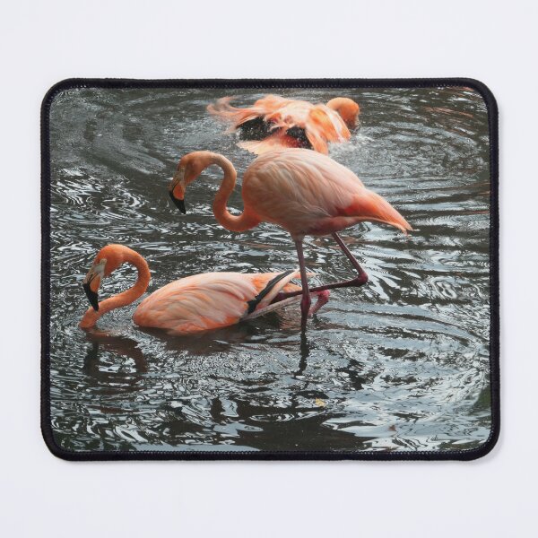Item preview, Flamingo's Bath Time designed and sold by Malcolm Snook.