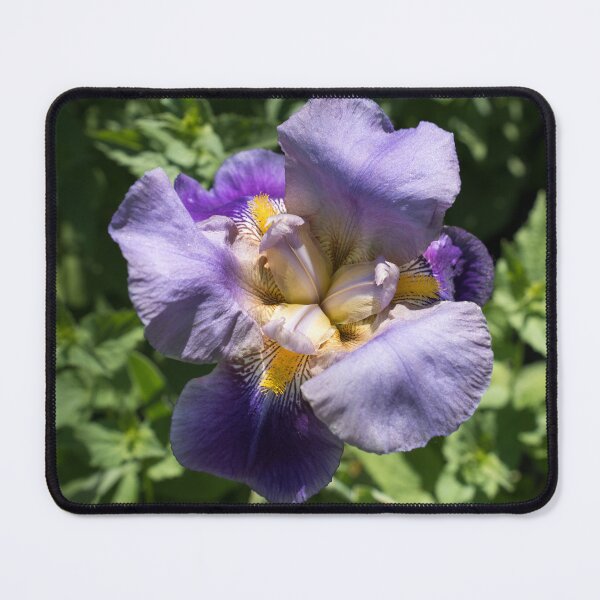 Item preview, Fully Opened Purple Iris in Bloom designed and sold by Georgia Mizuleva.