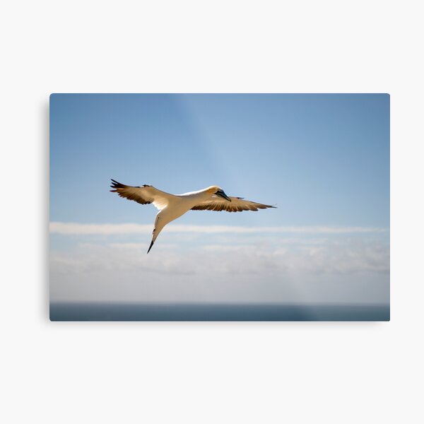 Soaring Gannet. Metal Print