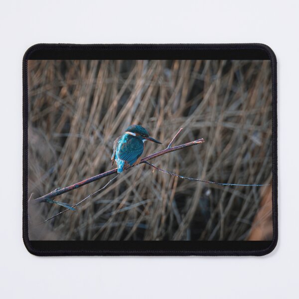 Item preview, Kingfisher (Alcedo atthis) perched on a branch designed and sold by Stephen Jarman.