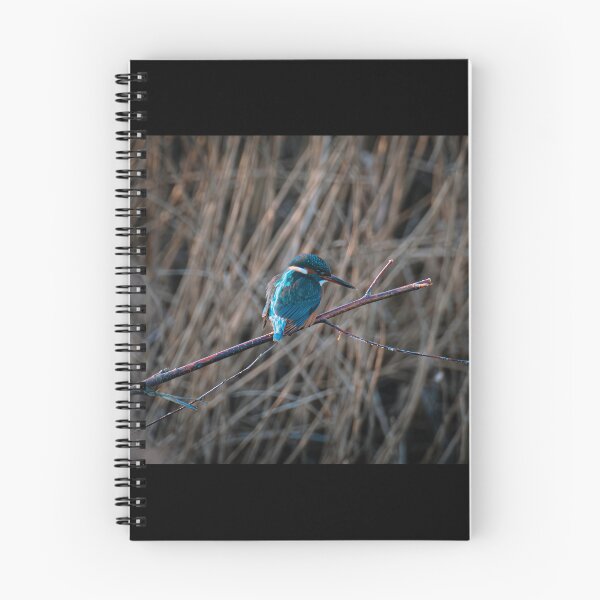 Item preview, Kingfisher (Alcedo atthis) perched on a branch designed and sold by Stephen Jarman.