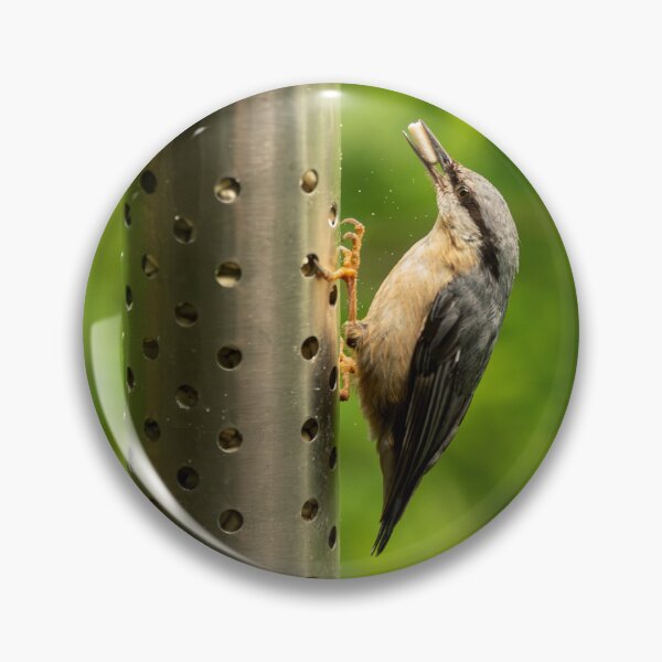 Item preview, Eurasian Nuthatch (Sitta europaea) taking food from a feeder designed and sold by Stephen Jarman.