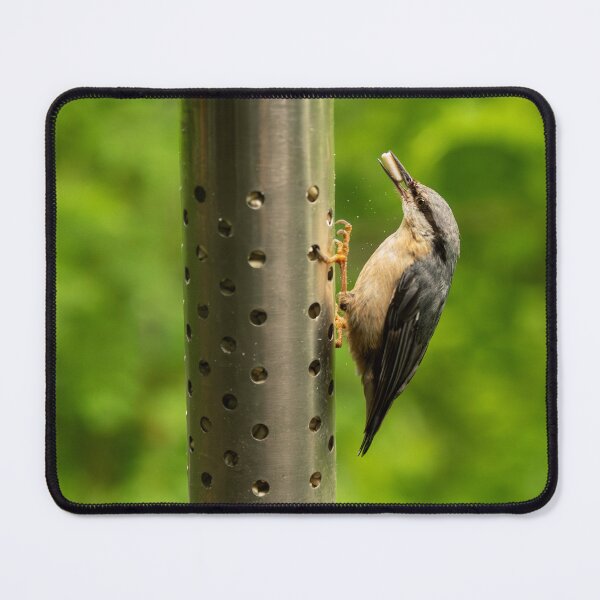 Item preview, Eurasian Nuthatch (Sitta europaea) taking food from a feeder designed and sold by Stephen Jarman.
