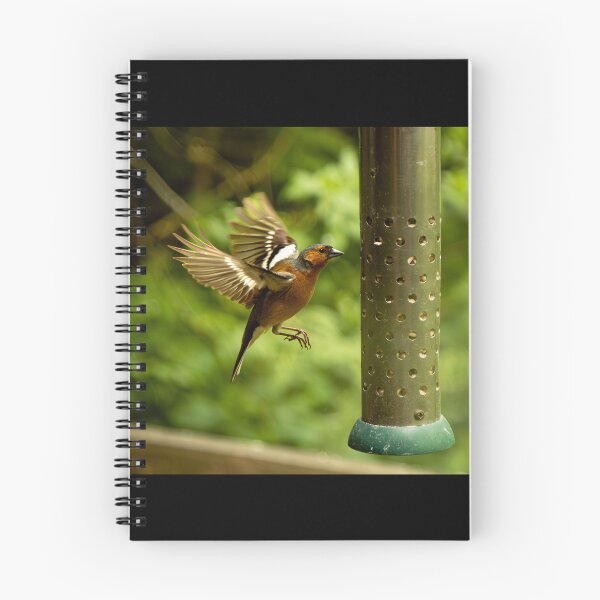 Item preview, Eurasian chaffinch (Fringilla coelebs) feeding designed and sold by Stephen Jarman.