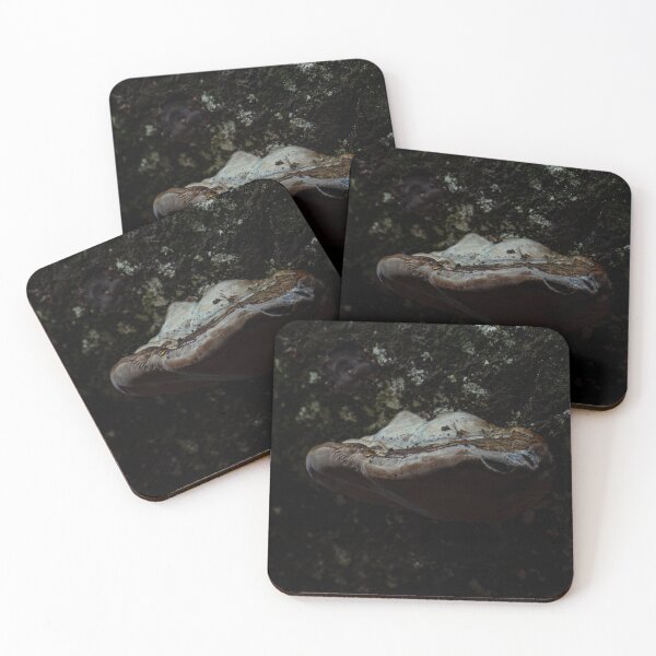 Item preview, Shelf Fungus on a wall designed and sold by Stephen Jarman.