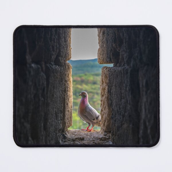 Item preview, Pigeon Perched in Castle Wall Arrowslit designed and sold by EllenNortt.