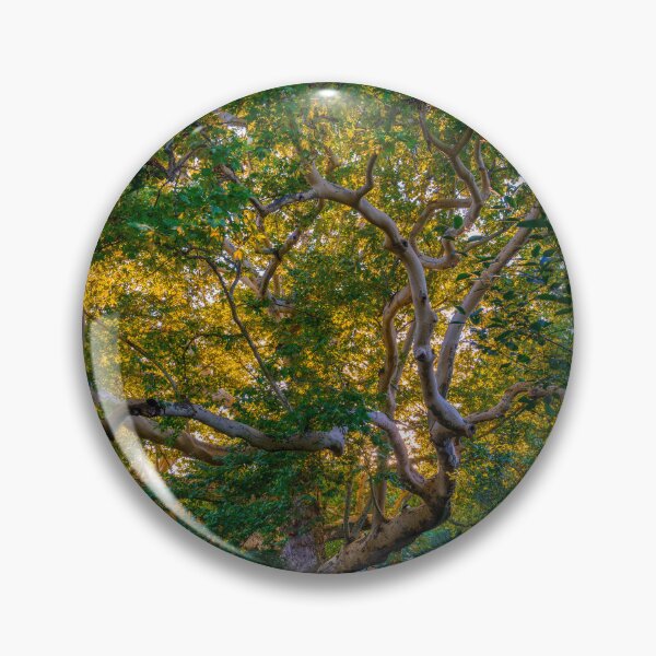 Item preview, Majestic Old Sycamore Tree in Golden Light designed and sold by EllenNortt.