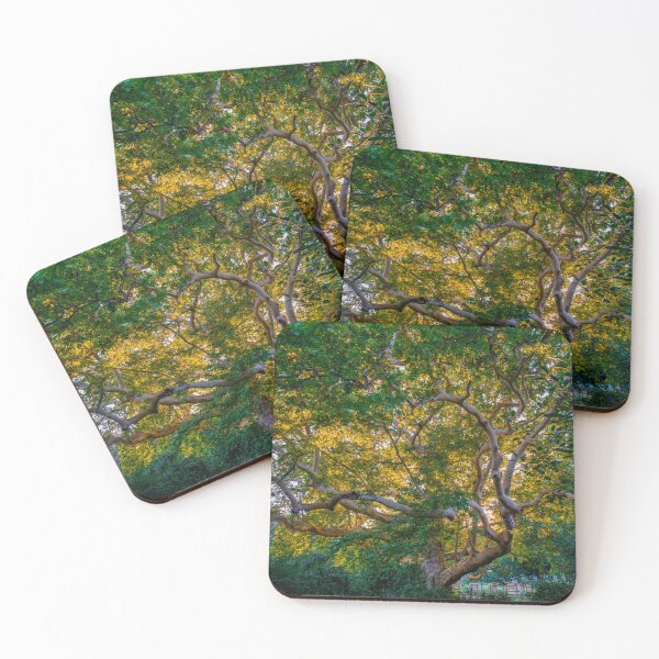 Item preview, Majestic Old Sycamore Tree in Golden Light designed and sold by EllenNortt.