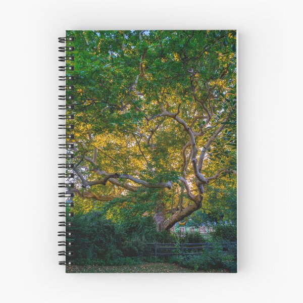 Item preview, Majestic Old Sycamore Tree in Golden Light designed and sold by EllenNortt.