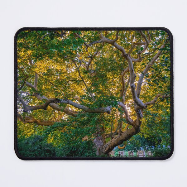 Item preview, Majestic Old Sycamore Tree in Golden Light designed and sold by EllenNortt.