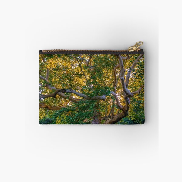 Item preview, Majestic Old Sycamore Tree in Golden Light designed and sold by EllenNortt.