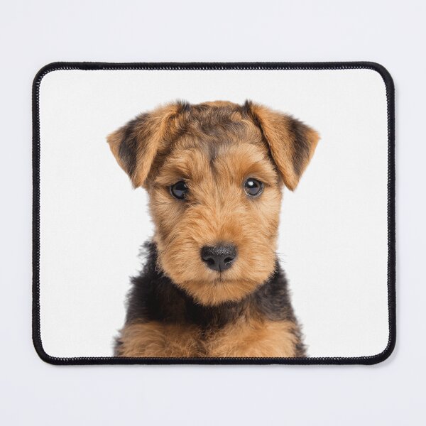Item preview, Adorable Lakeland Terrier puppy for Cute Fell Terrier puppy lovers designed and sold by LazyOwlStore.