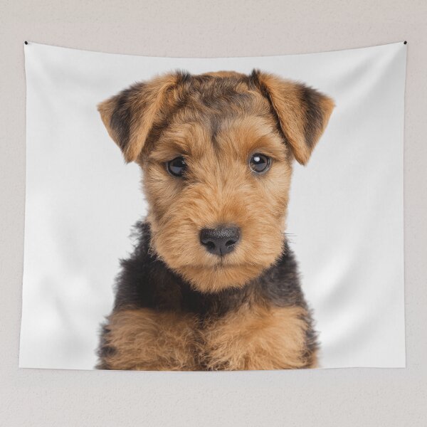 Item preview, Adorable Lakeland Terrier puppy for Cute Fell Terrier puppy lovers designed and sold by LazyOwlStore.