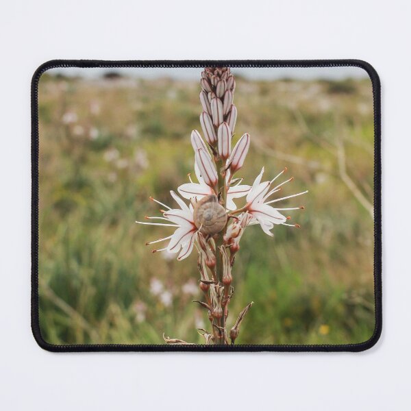 Item preview, Wildflower With Small Snail On Delicate White Bloom In Meadow Landscape Close-Up designed and sold by Nmallia.