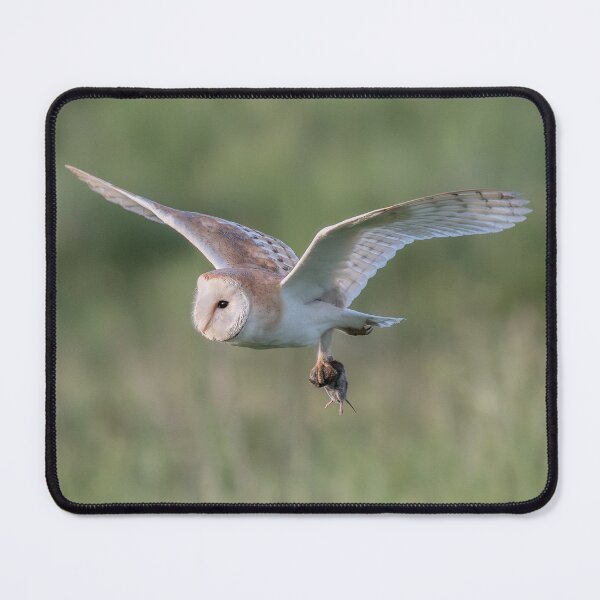 Item preview, Barn owl with its prey designed and sold by tynesidephotos.